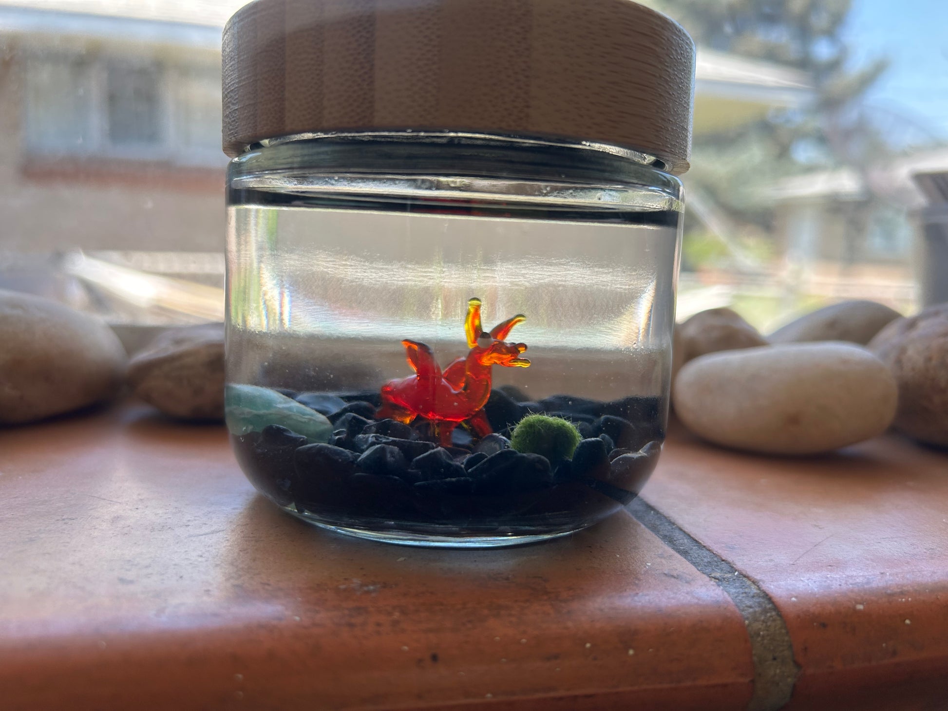 Marimo Mates Moss Ball Kit