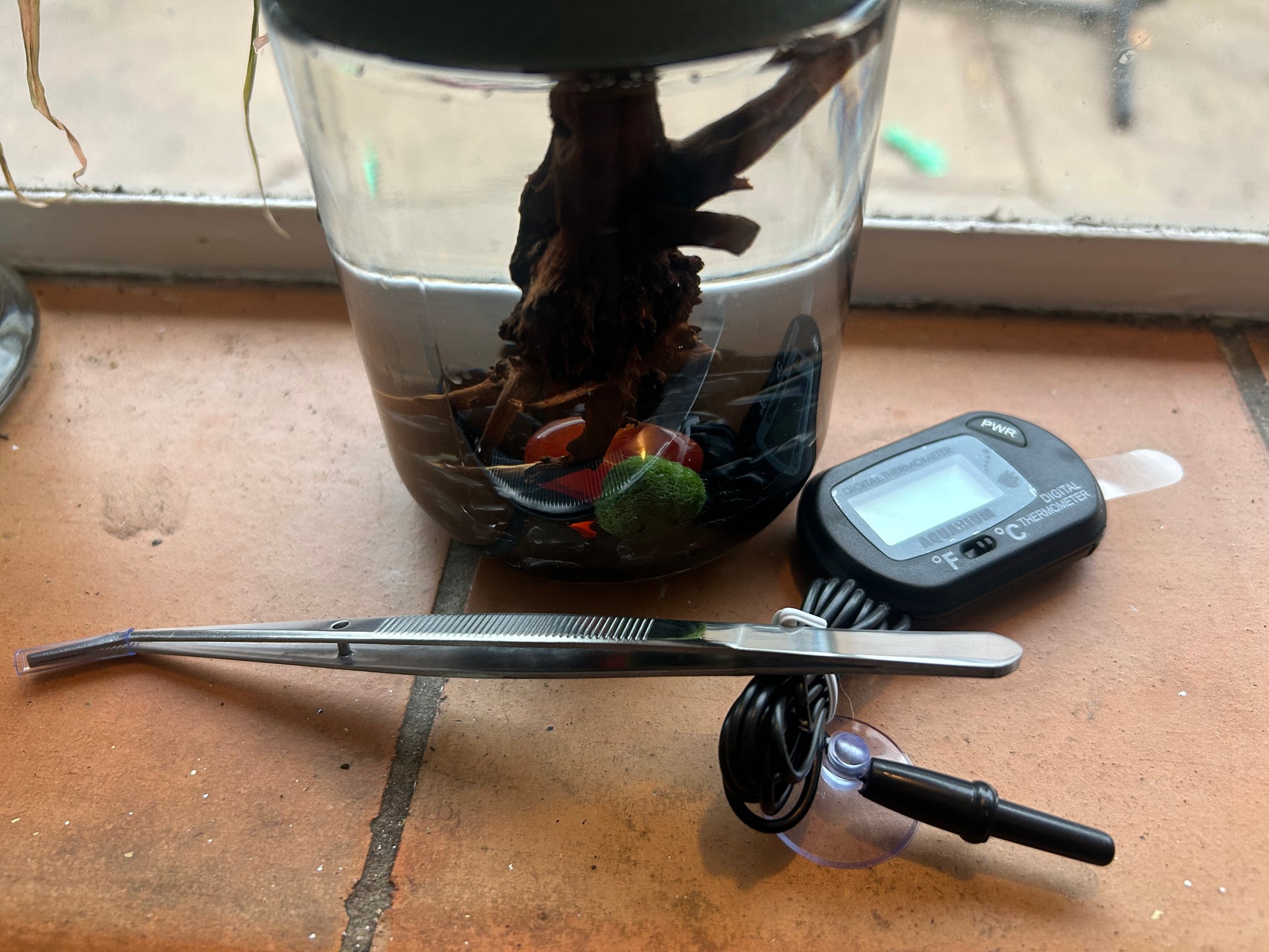 Gigi the Pregnant Marimo Mate, Complete Marimo Moss Ball Kit