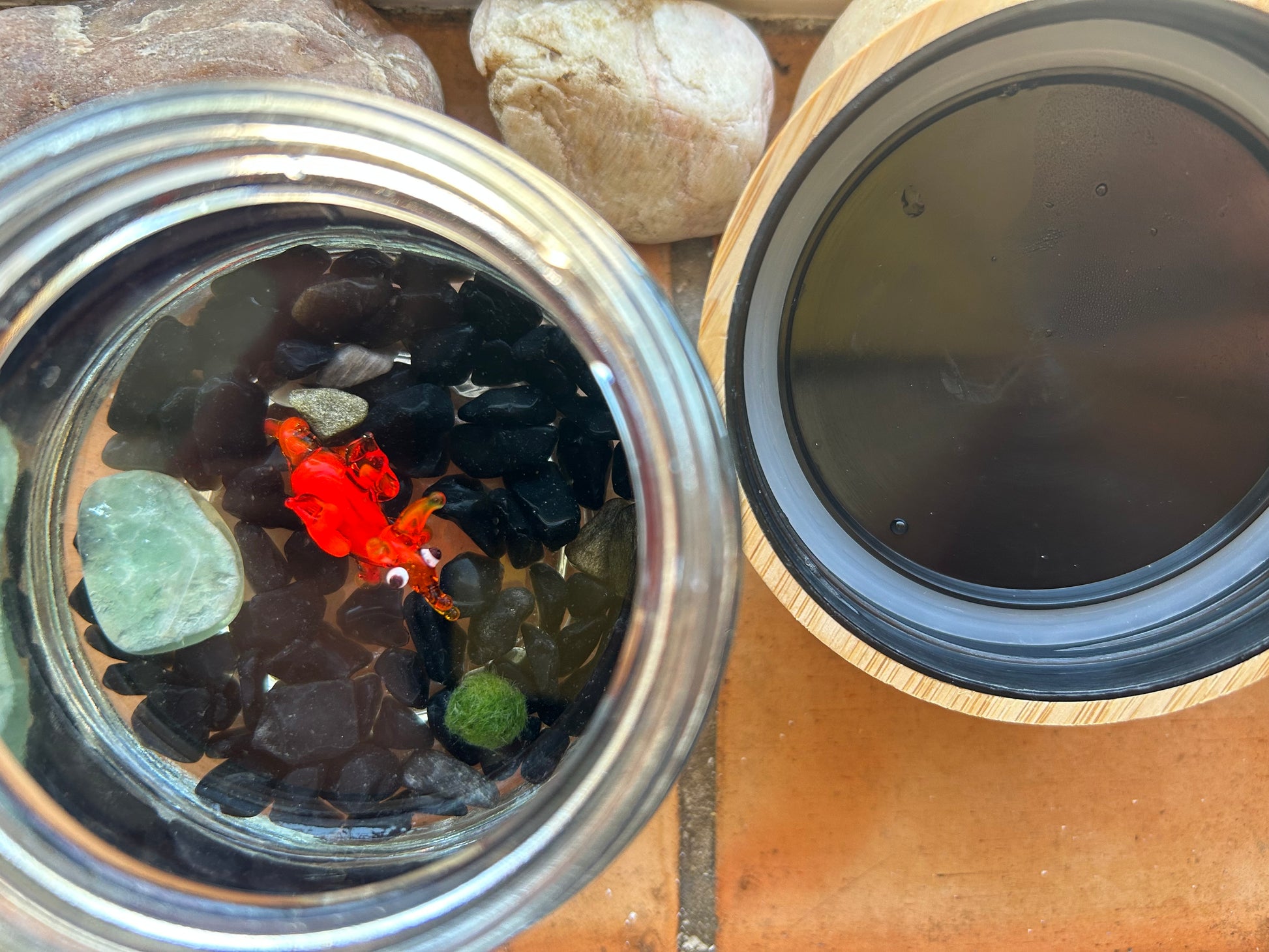 Marimo Mates Moss Ball Kit