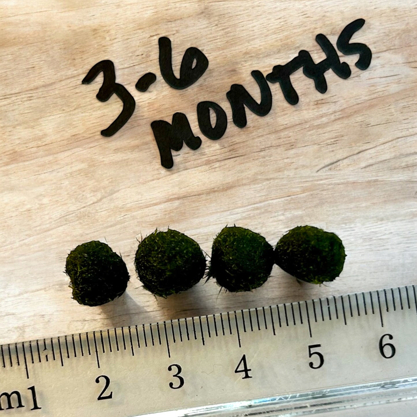 Single Marimo Mate (no kit included)