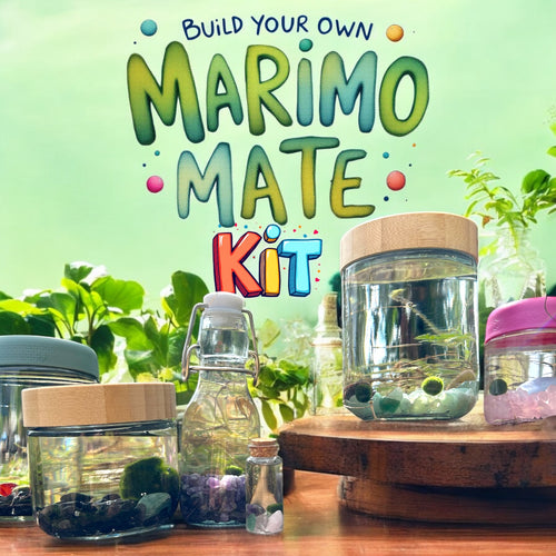 Easy to build a cute moss ball kit with our Marimo mate kits build it yourself