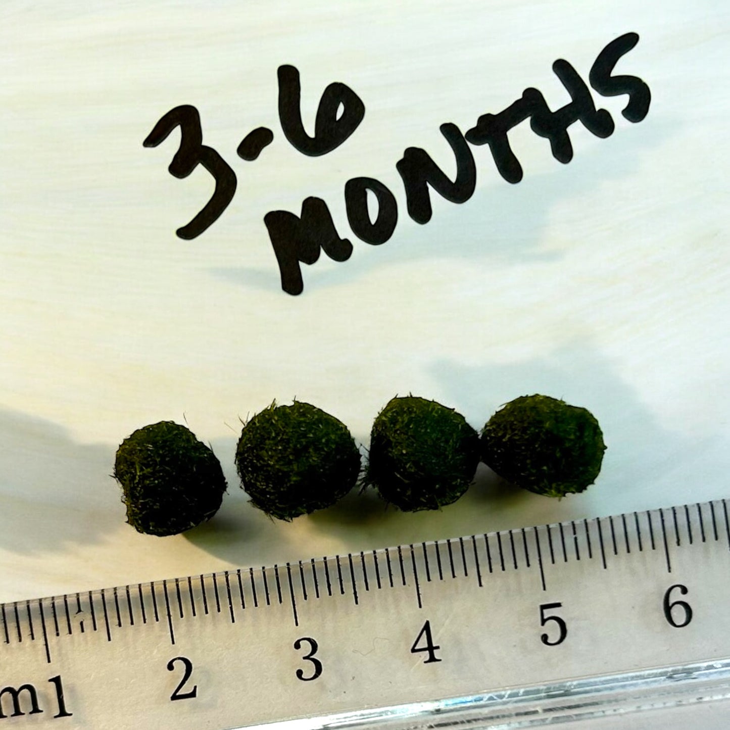 Marimo Mate Kit, 0-6 months Japanese Algae Ball (.5cm) inside 10mL vial w/ gemstones