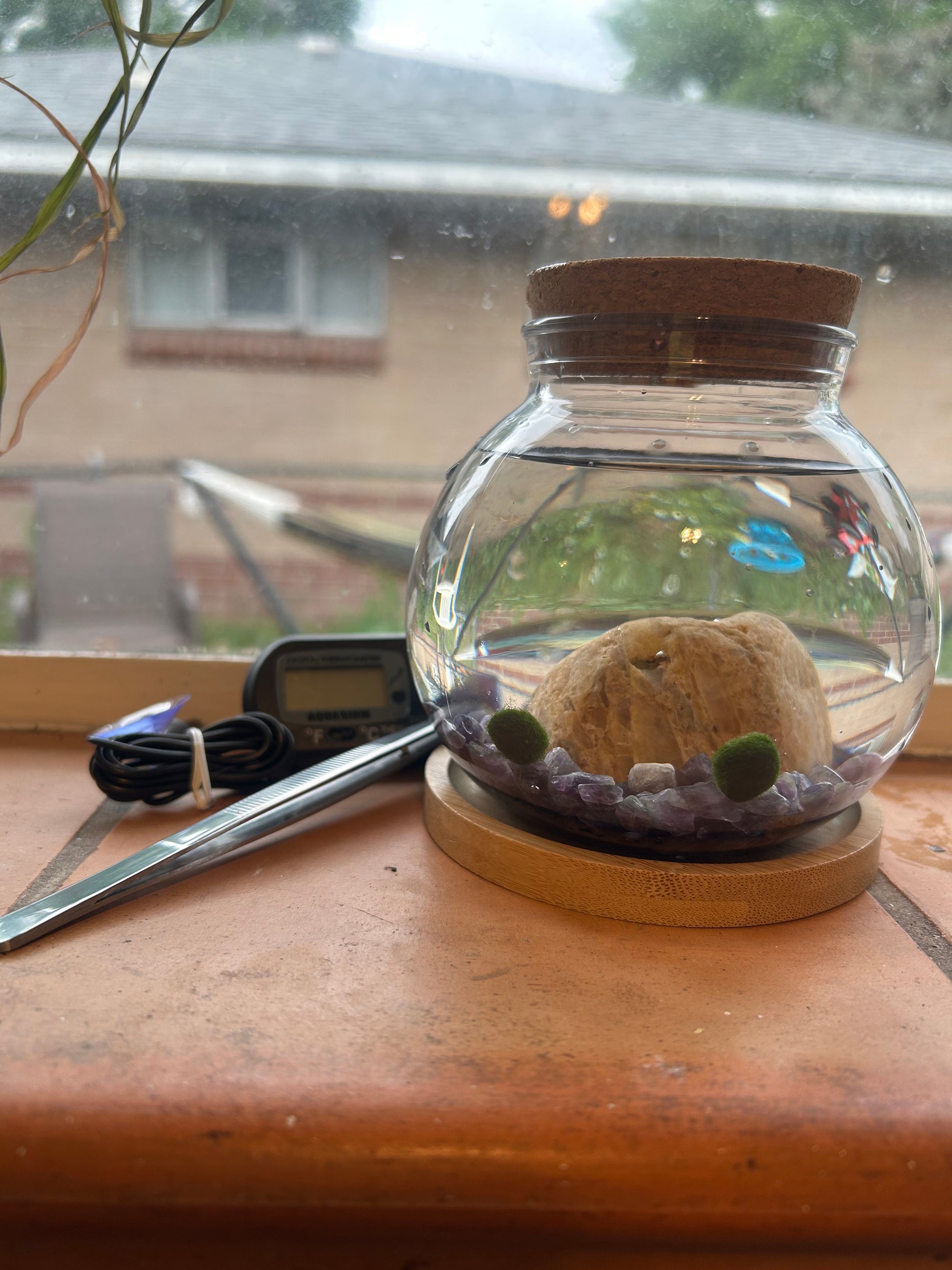 Marimo Mates Complete Kit, with Frasier and Niles