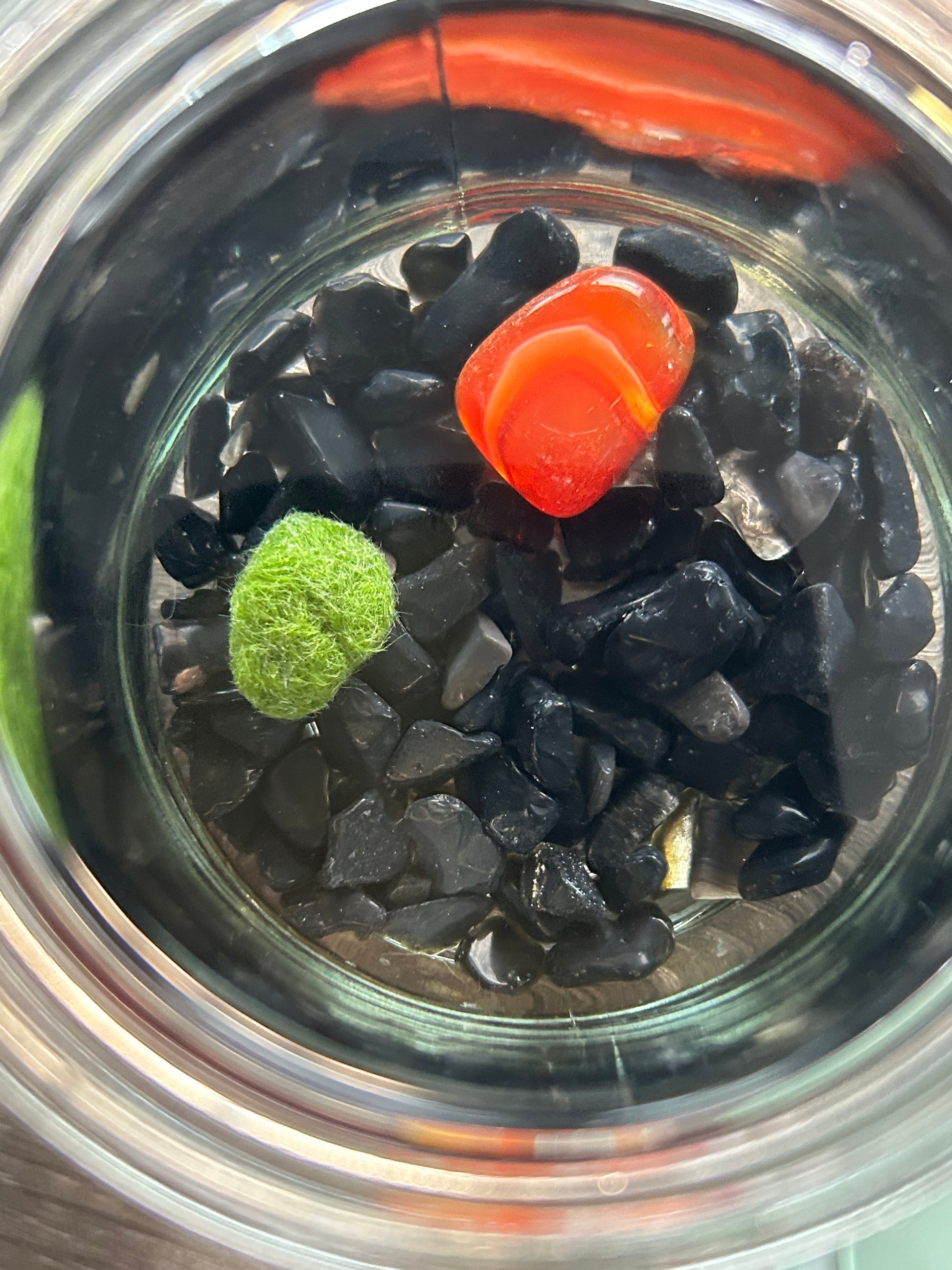 Gigi the Pregnant Marimo Mate, Complete Marimo Moss Ball Kit