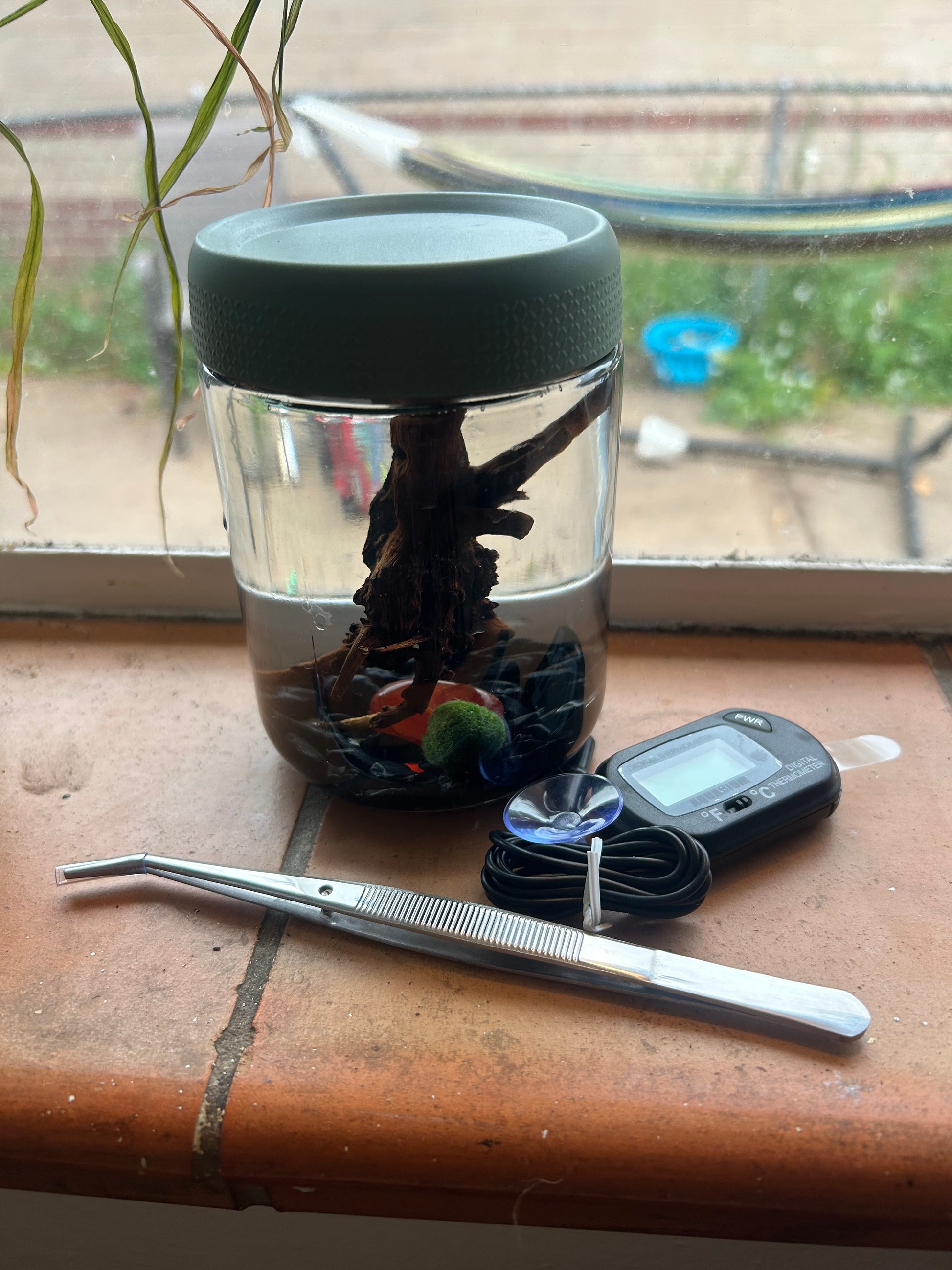 Gigi the Pregnant Marimo Mate, Complete Marimo Moss Ball Kit