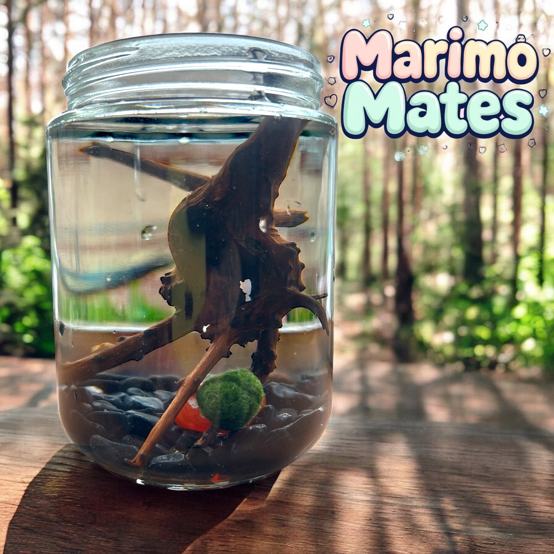 Gigi the Pregnant Marimo Mate, Complete Marimo Moss Ball Kit