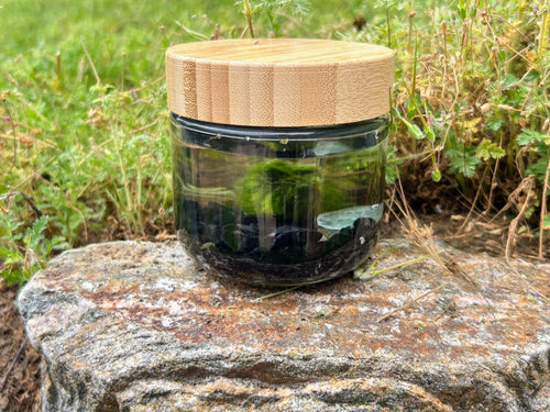 10oz Glass Jar Kit with Marimo Mate