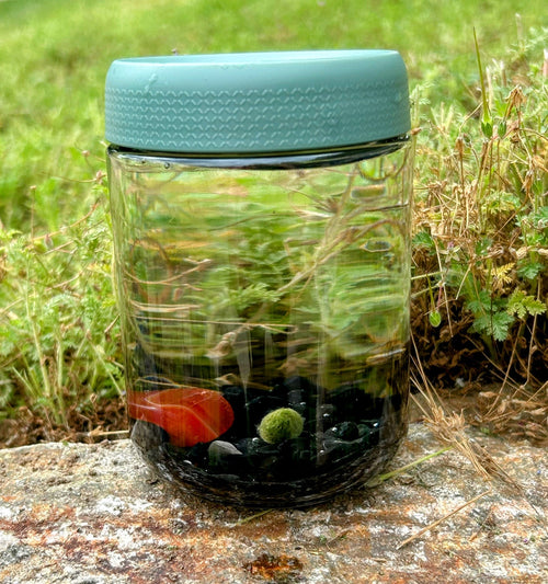 16oz Glass Jar Kit with Marimo Mate