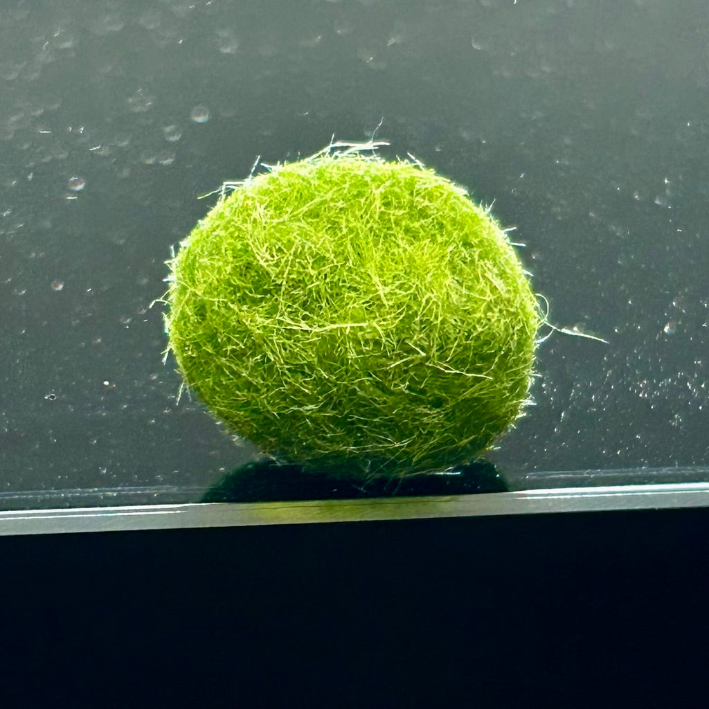 Single Marimo Mate (no kit included)