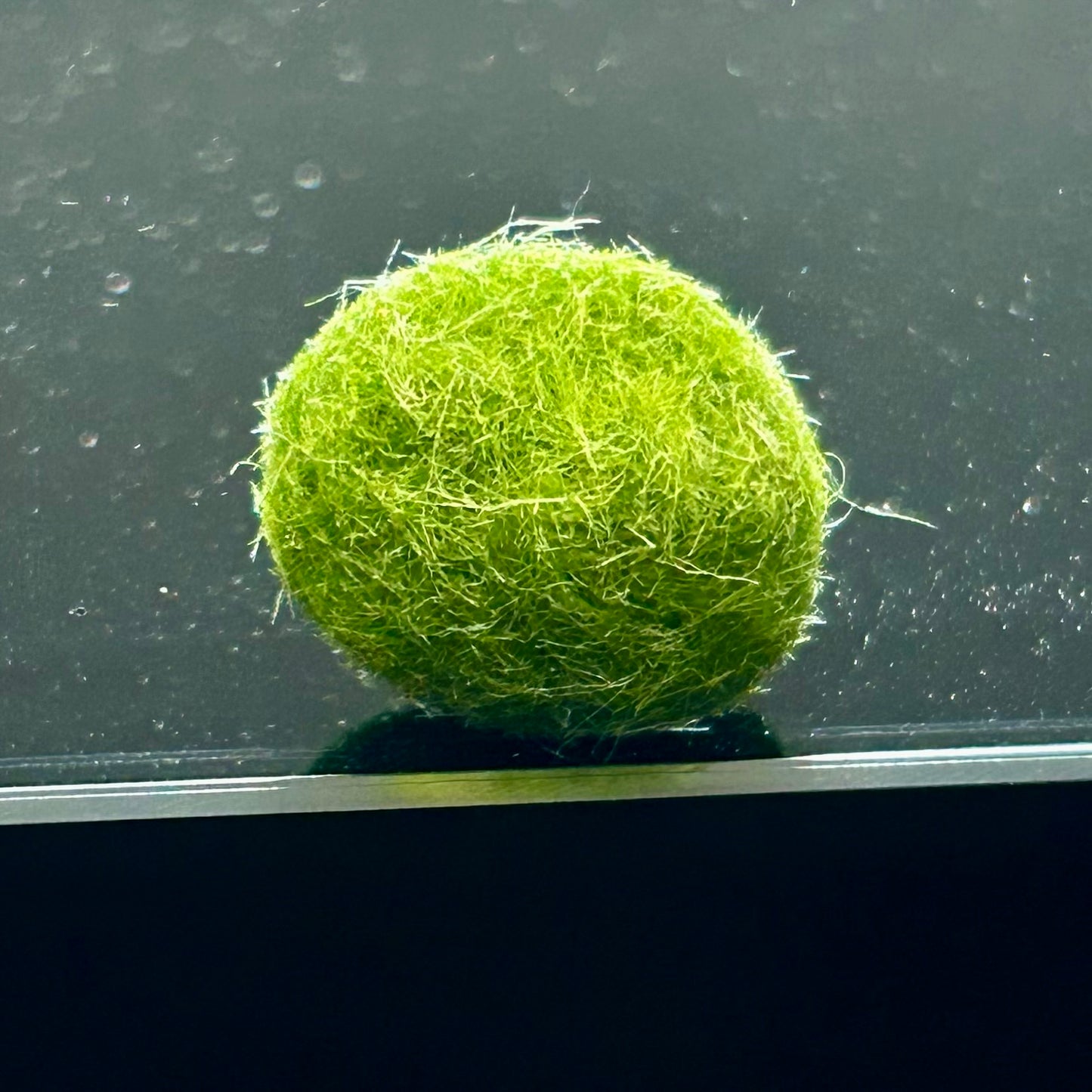 Single Marimo Mate (no kit included)