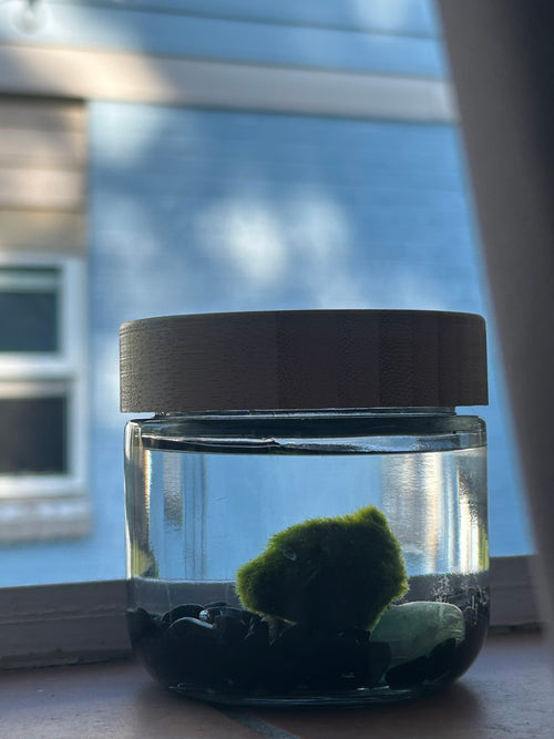 10oz Glass Jar Kit with Marimo Mate