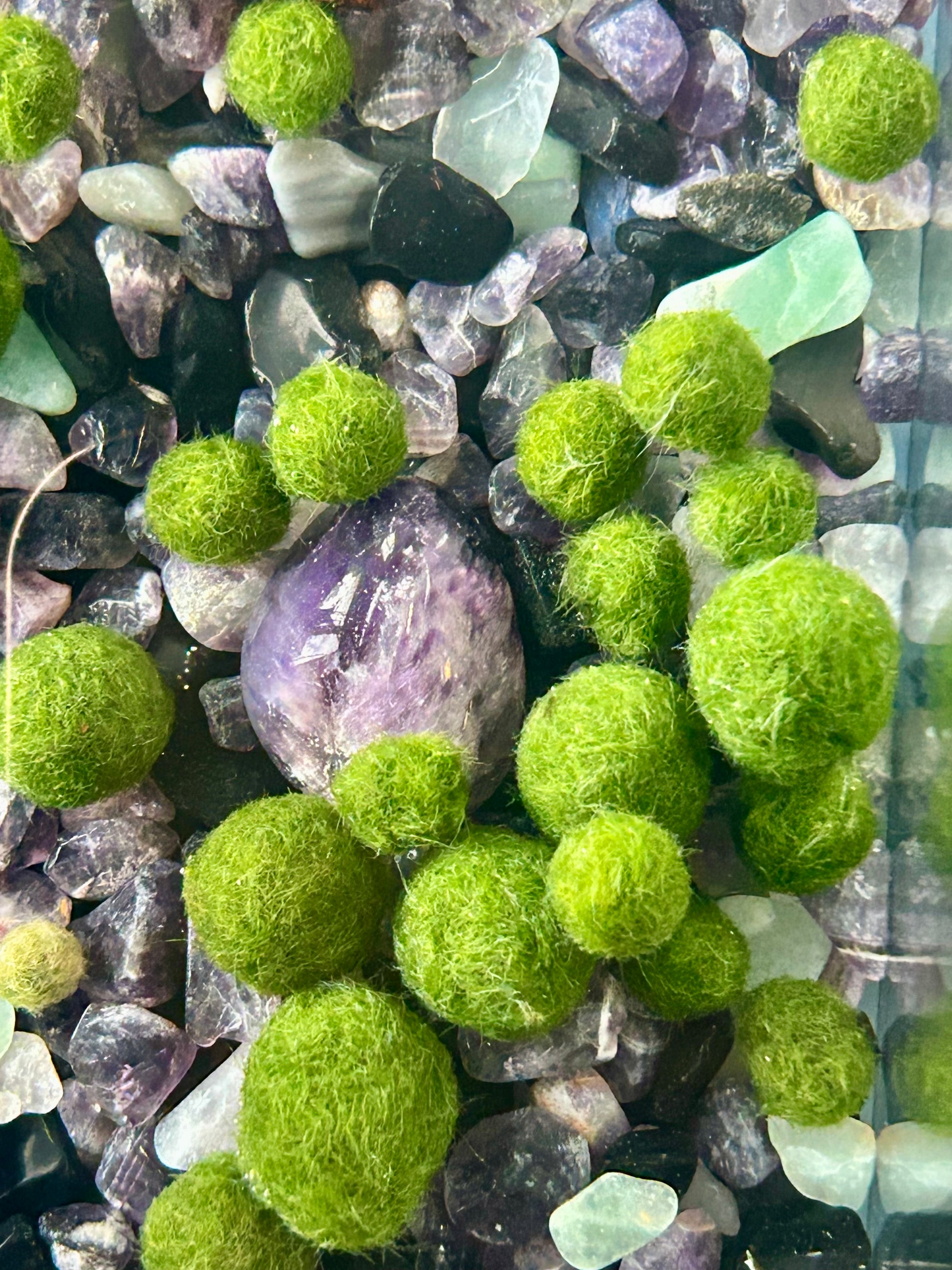 Single Marimo Mate (no kit included)
