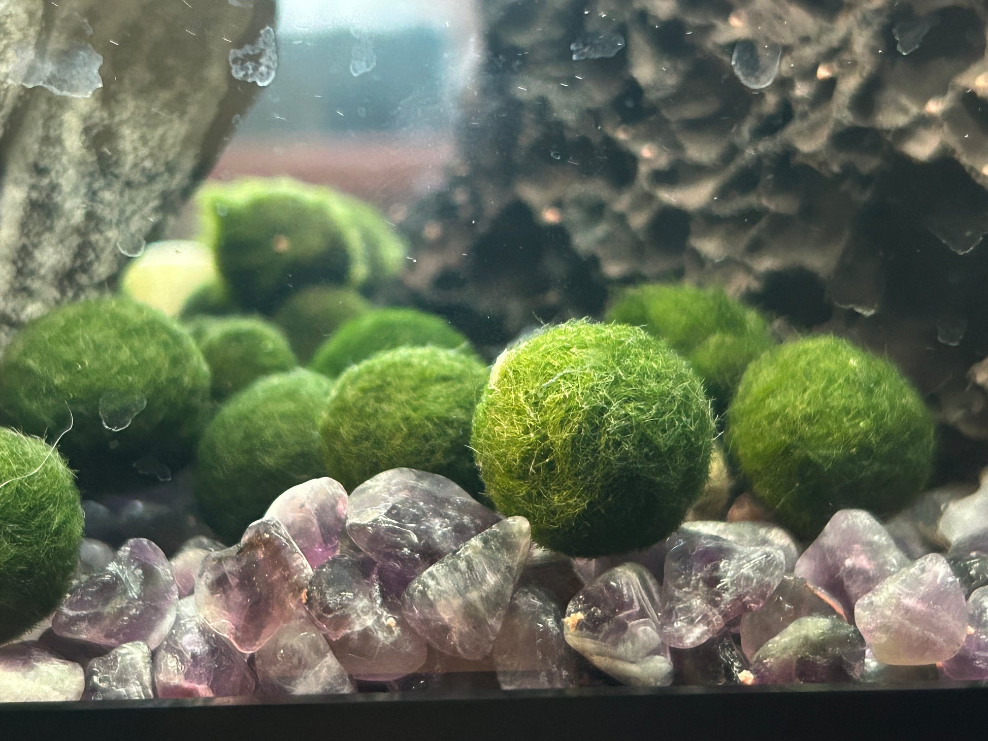Single Marimo Mate (no kit included)