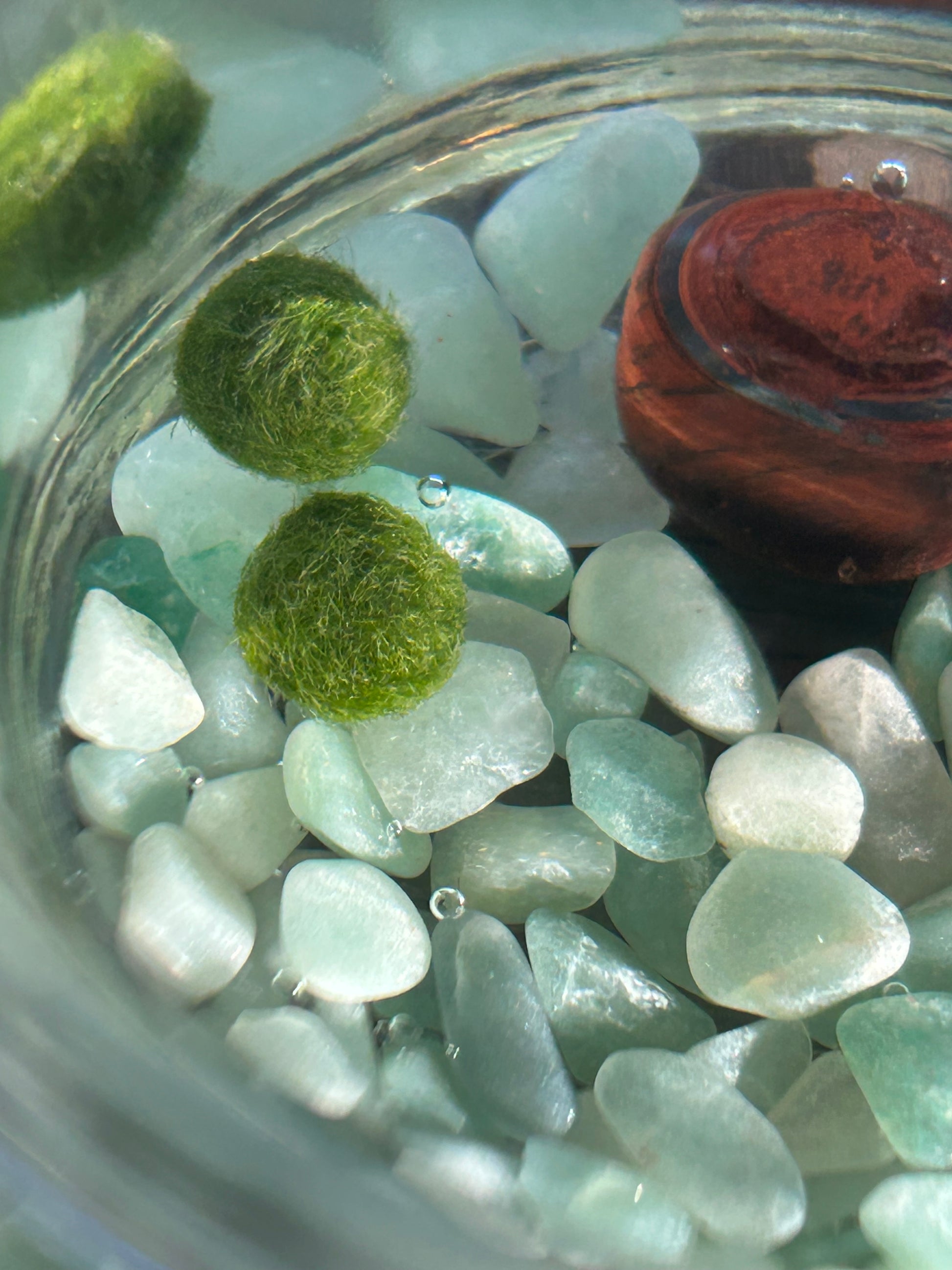 These two Marimo Mates names are Malcom and Reese