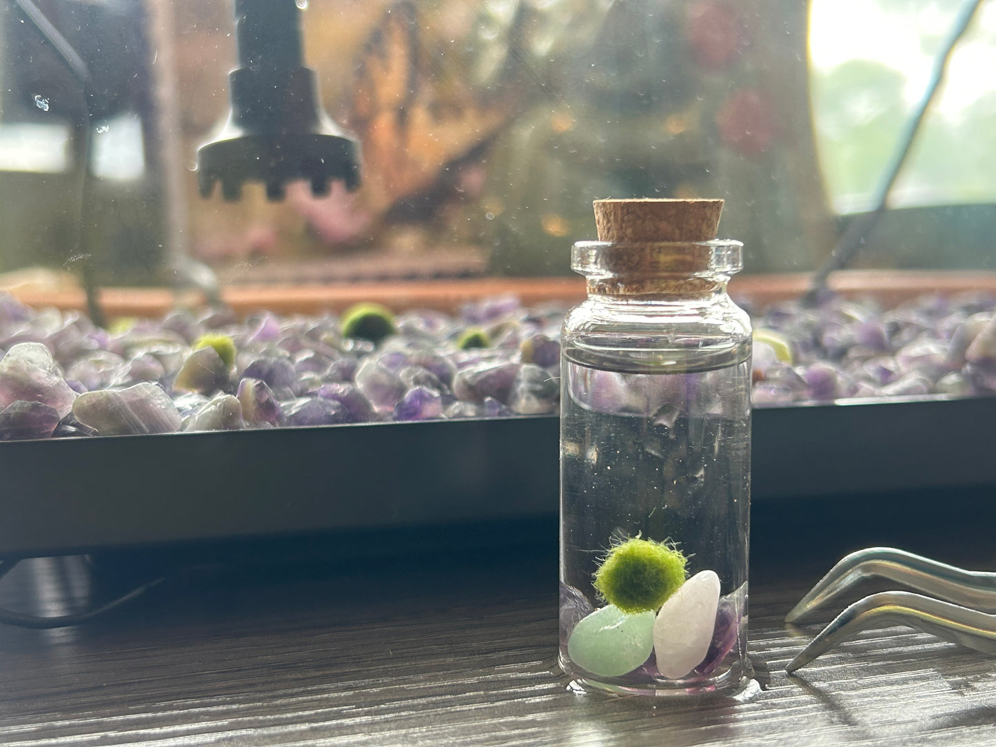 Marimo Mate Display vial with cladophora ball and gemstones