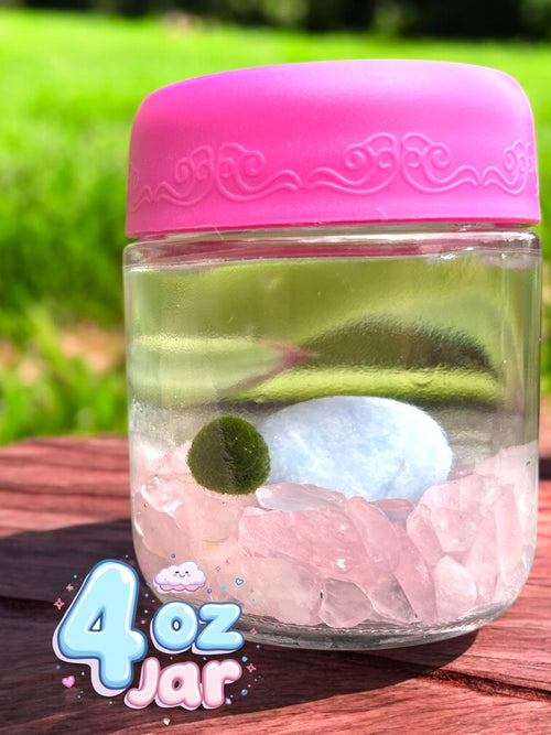 4oz Glass Jar Kit with Marimo Mate