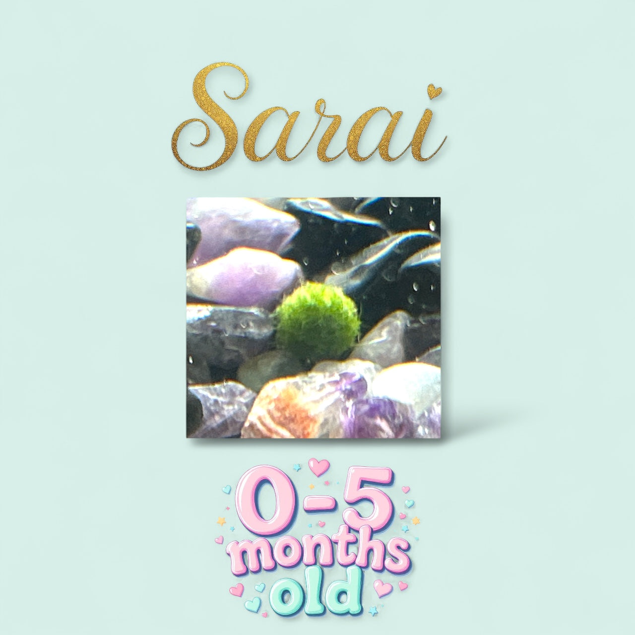Sarai the marimo moss ball very cute cladophora ball